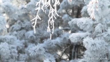 白雪覆盖的树枝在冬日的早晨阳光照耀